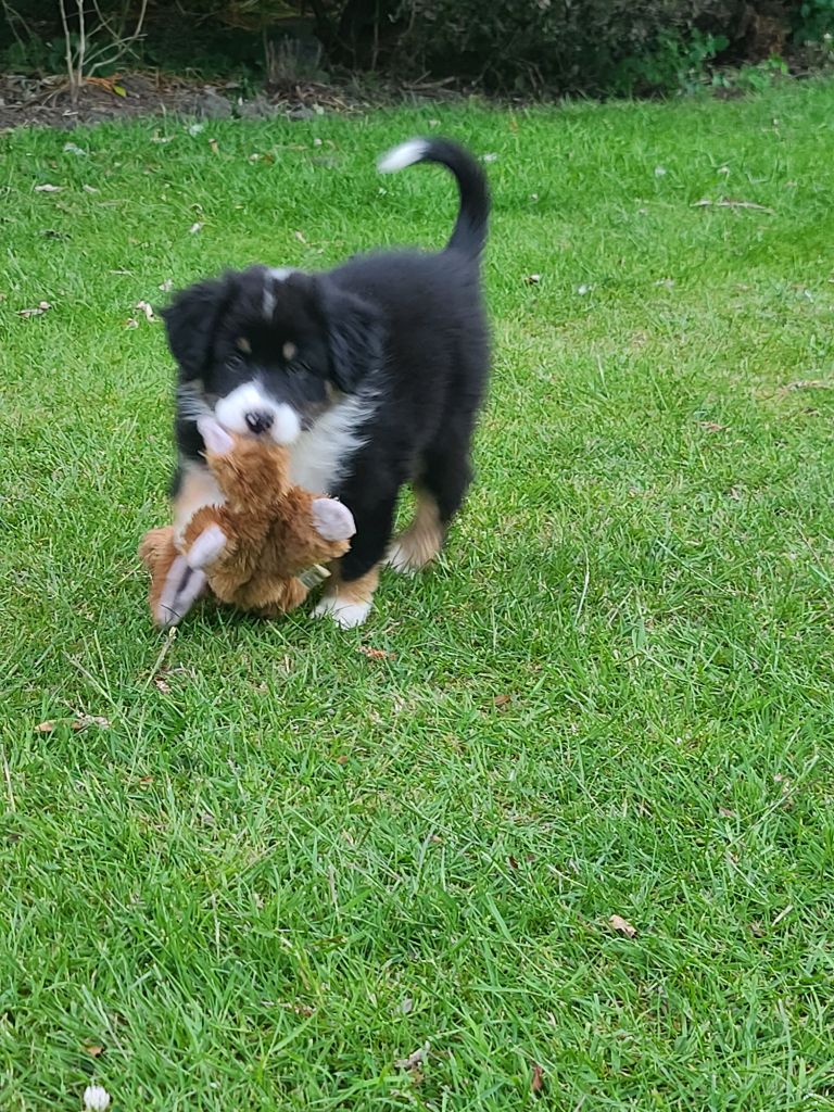 Chiot Berger Australien Du Marais De Nielles